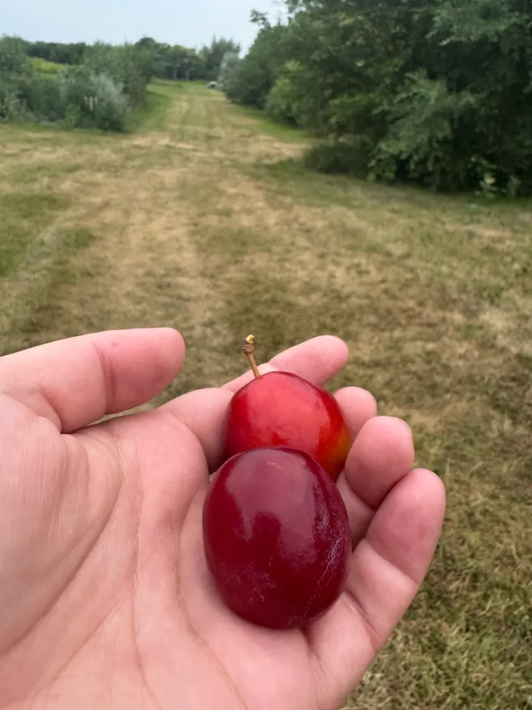 plums from Kelli's orchard