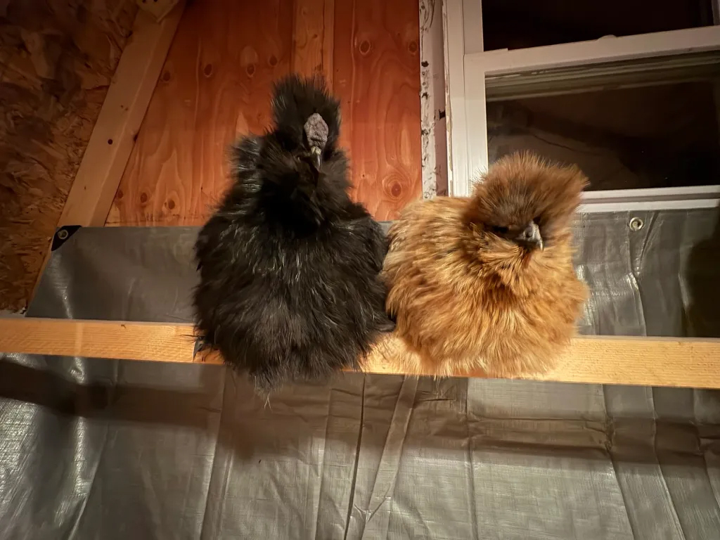 Silkies roosting in the new shoopy coop