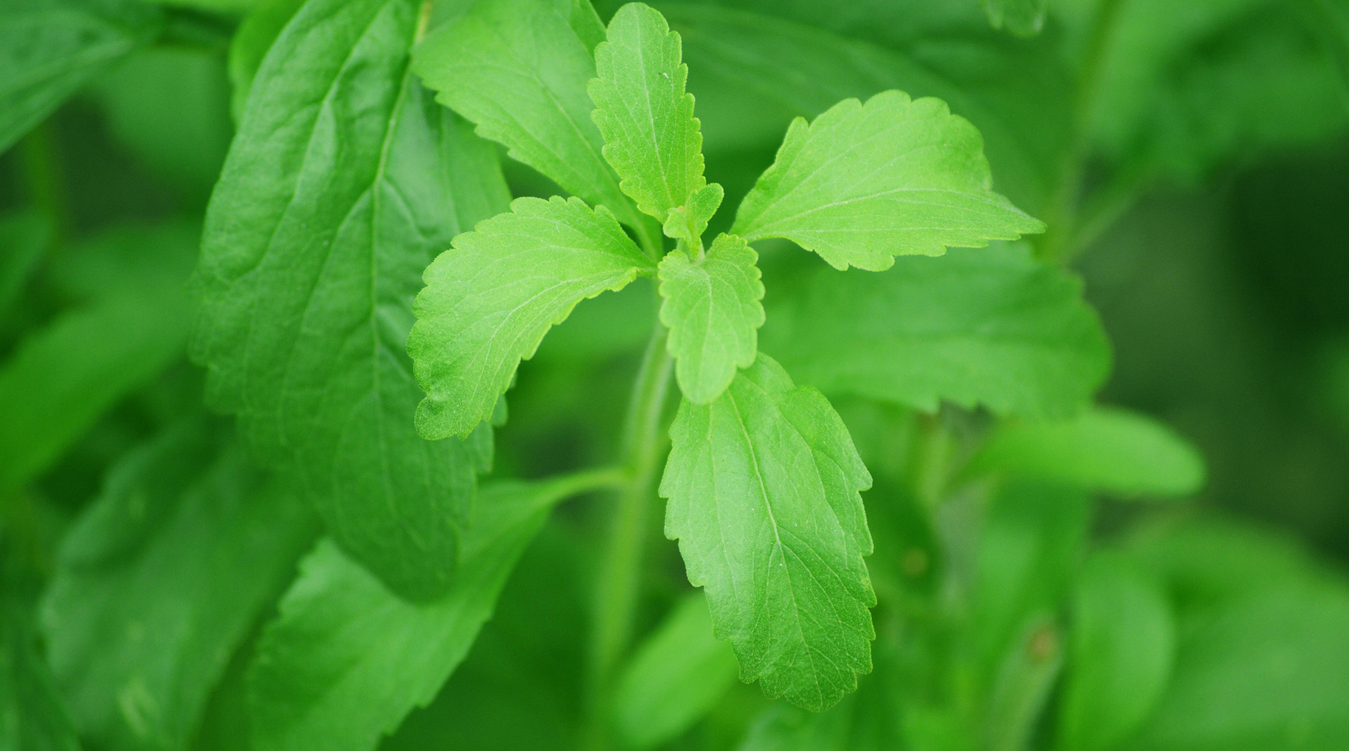 Have you noticed a Stevia trend?
