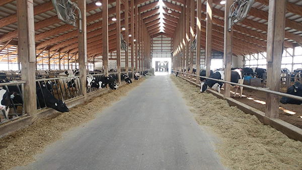 Van Bedaf dairy cows eating in one of the barns
