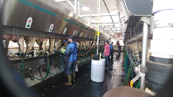 Van Bedaf milking parlor