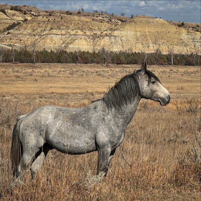 Wild horse in Theodor Roosevelt National Park